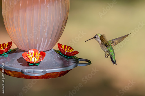 ruby throated hummingbird hovering at a feeder