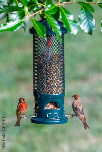 two colorful house finch's on a bird feeder