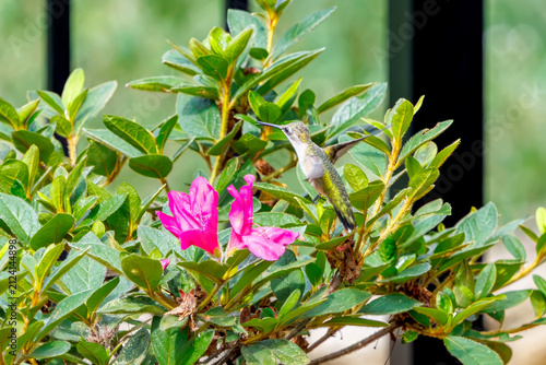 ruby throated hummingbird on an azalea bloom