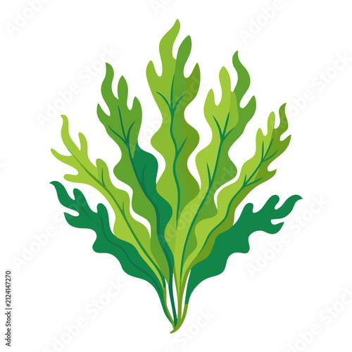 Green seaweed and marine algae vector illustration isolated on white background