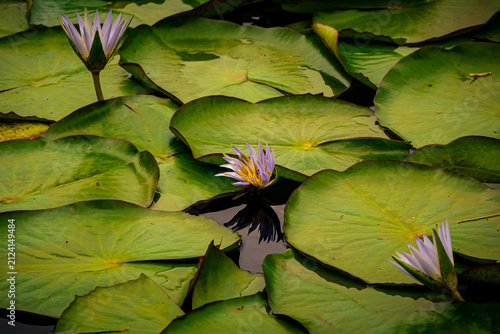 Quadro su tela water lily in the pond
