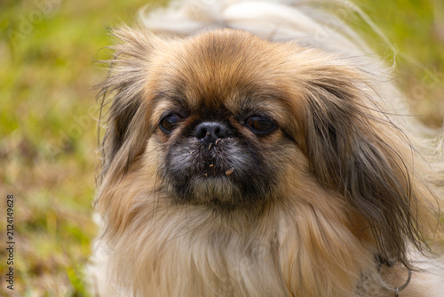 Quadro su tela Portrait of a pekingese