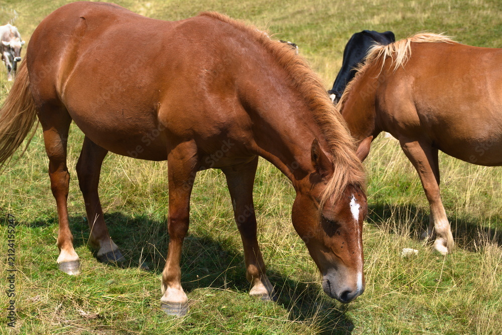 Obraz premium horse and foal