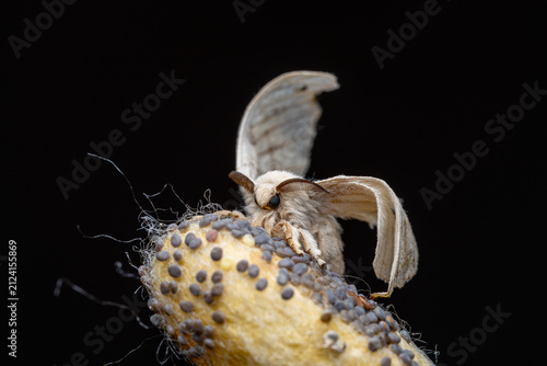 Bild auf Leinwand Silk moth emerging from cocoon against black background

Close-up macro photogra