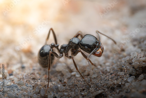 Black ant with powerful mandibles on sandy ground

Extreme macro photograph of a glossy black ant displaying its prominent reddish mandibles while walking across a textured sandy surface.