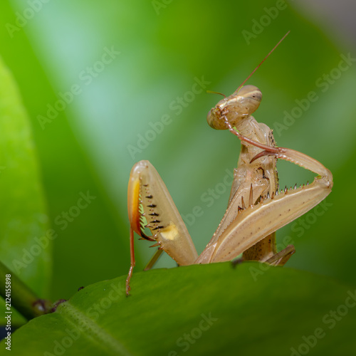 Praying mantis grooming its foreleg on a green leaf

Close-up macro photograph of a pale praying mantis grooming one of its spiny forelegs while perched among vibrant green foliage.