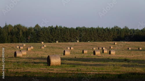 Принти на полотні Rows of round hay bales in a harvested field at sunset