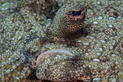 Картината върху платно Flounder Fish @ Leyte, The Philippines