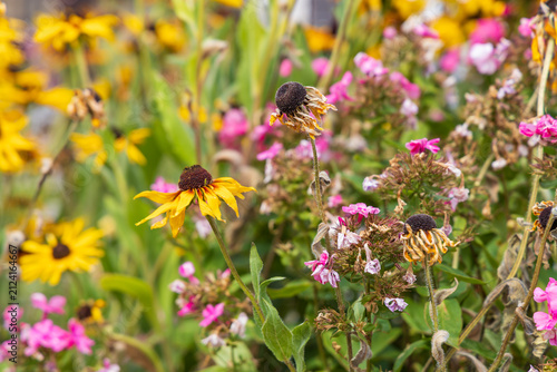 Foto Blooming and wilting autumn flowers showing natural seasonal transition in color