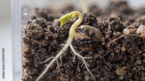 Young seedling with visible roots emerging from soil representing growth and new beginnings in a macro shot