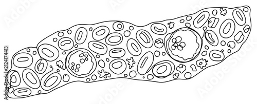 Fotografía Blood cells flow with erythrocytes and leukocytes in minimalist continuous line