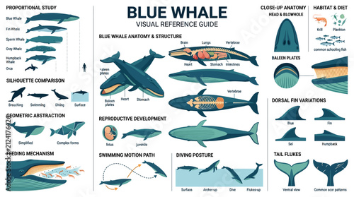 Quadro su tela Blue whale anatomy and visual reference guide infographic poster
