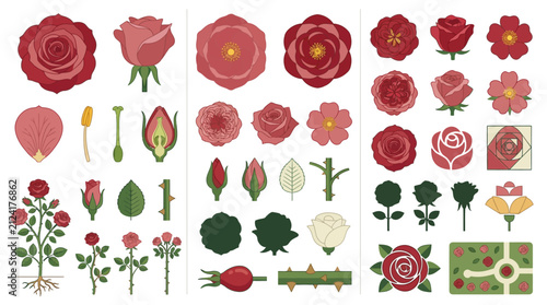 Cuadro en lienzo Detailed red rose botanical elements with petals and stems.