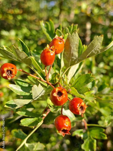 one-seed hawthorn orange berries among fresh green foliage in the morning