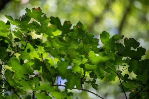 Summertime tree foliage backlit