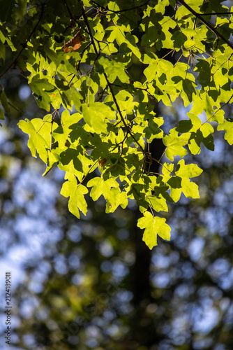 Summertime tree foliage backlit