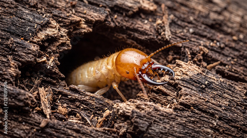 A soldier termite, distinguished by its large, sharp mandibles, emerges from a cavity in decaying wood, highlighting its role in nature.