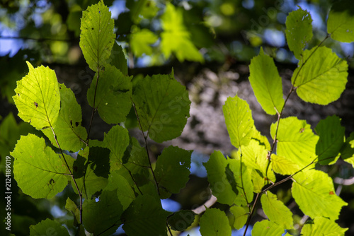Summertime tree foliage backlit