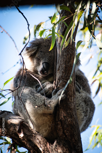 Canvas Print Koalas are iconic Australian marsupials known for their tree-dwelling, leaf-eating lifestyles