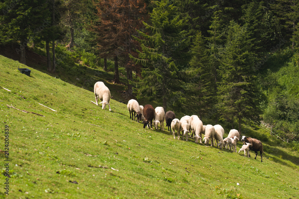 Fototapeta premium sheeps grazing on a mountain meadow in the alps at a hot sunny summer day