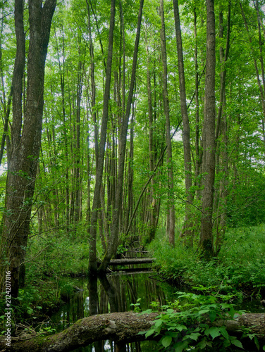 Bild auf Leinwand Lush green deciduous forest with peaceful woodland stream