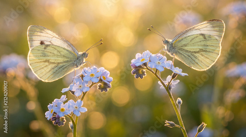 Close-up of two delicate white butterflies resting on small blue forget-me-not flowers, bathed in warm golden hour light.