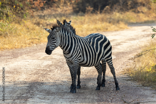 Canvas Print Pair of Plains Zebras Standing on a Dirt Track in Akagera National Park, Rwanda