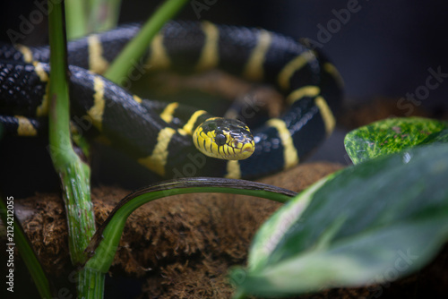 Canvas Print Mangrove Cat Snake (Boiga dendrophila) Resting Among Tropical Foliage