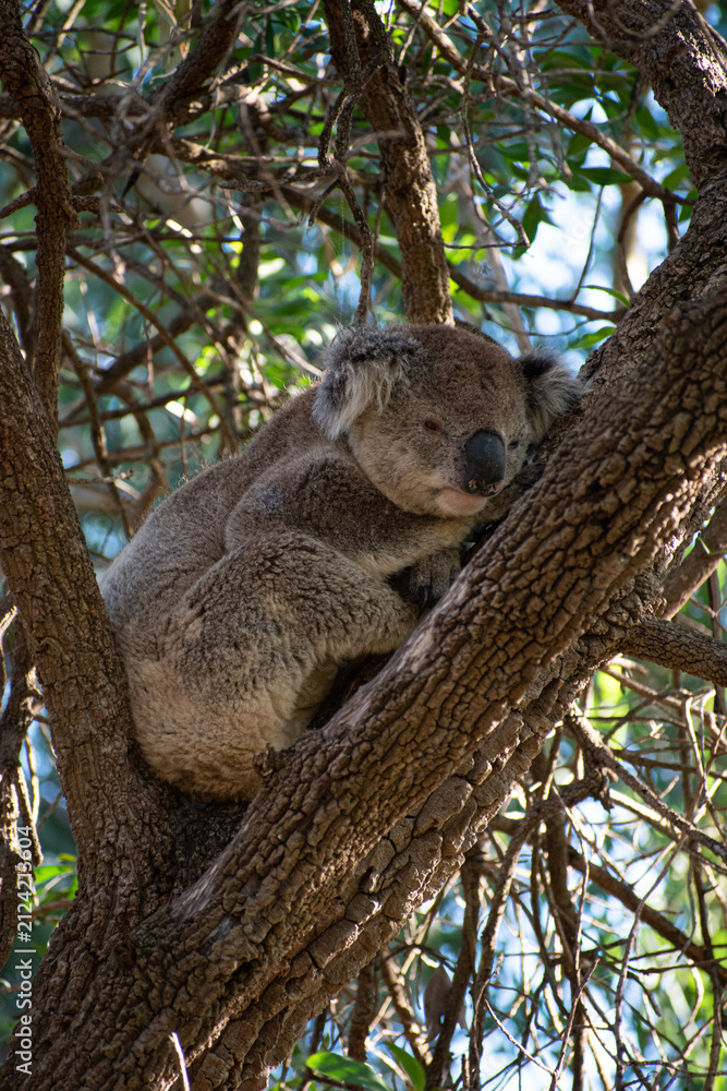 Fototapeta premium Koalas are iconic Australian marsupials known for their tree-dwelling, leaf-eating lifestyles. They spend up to 18 hours a day sleeping and can eat up to 1 kg of eucalyptus leaves daily.