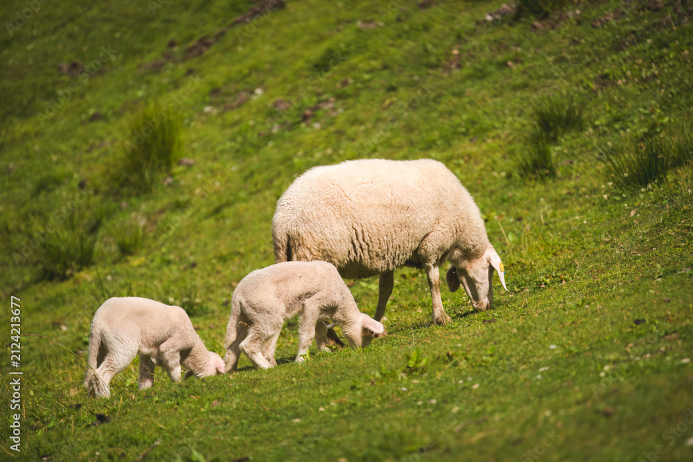 Fototapeta premium sheeps grazing on a mountain meadow in the alps at a hot sunny summer day