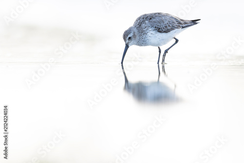 Fotografie A sanderling (Calidris alba) foraging in shallow water.