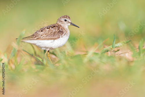 Least sandpiper (Calidris minutilla) in the grass.