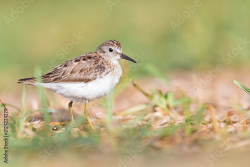 Least sandpiper (Calidris minutilla) in the grass.