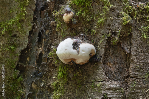 Принти на полотні White bracket fungus growing on decaying tree trunk in woodland