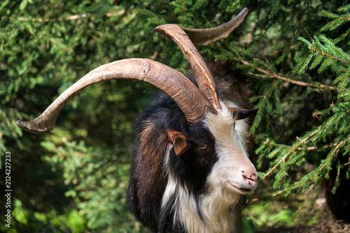 goat on a mountain meadow at a summer day