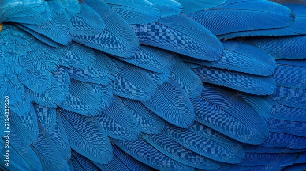 Obraz premium Close up view of bright blue parrot wing feathers showing beautiful natural texture pattern