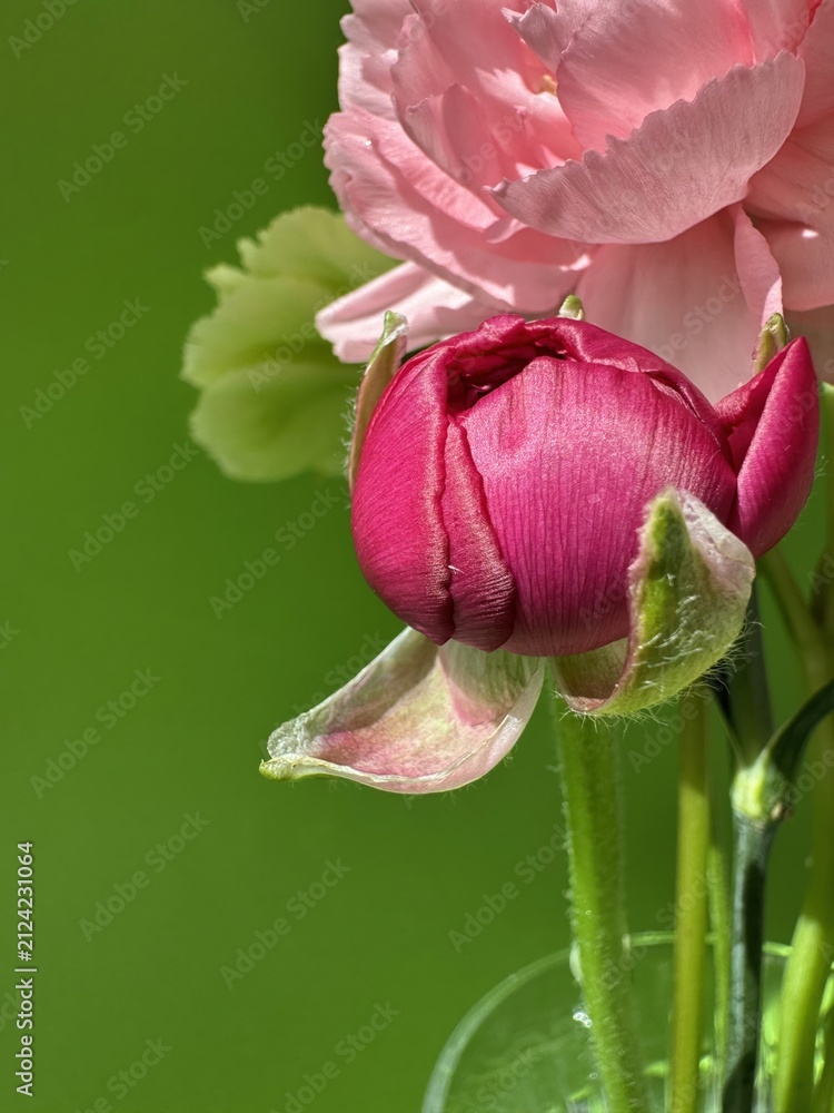 Fototapeta premium A tightly closed, deep-pink ranunculus bud fills the foreground beneath a pale blush carnation, showing its silky petals, fuzzy sepals and a slender green stem against a soft blurred green background