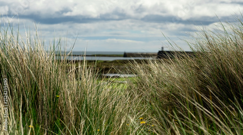 Close, selective focus on marram grass in sand dunes above Seahouses North Beach on a grey overcast day, soft coastal light, muted tones, windy shoreline atmosphere.