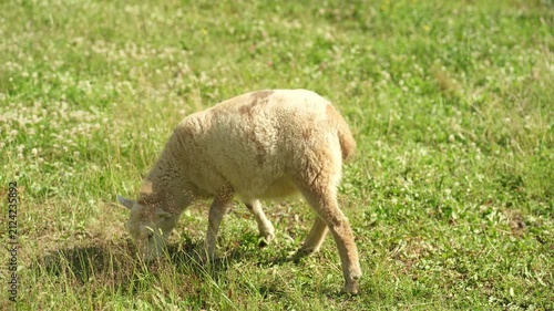 A group of sheep are grazing in a field next to a farm.