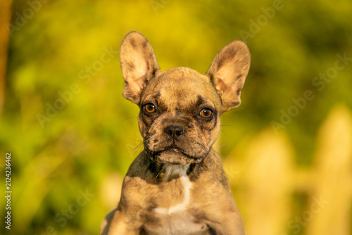 Beautiful headshot of a fawn French Bulldog puppy looking straight at camera in golden light. Small companion breeds include Pug, Boston Terrier, and English Bulldog.