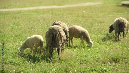 A group of sheep are grazing in a field next to a farm.