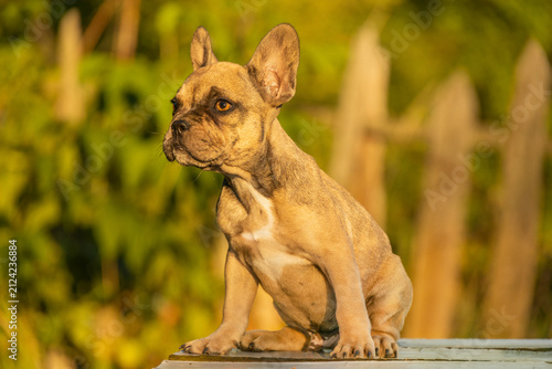 Charming fawn French Bulldog puppy sits attentively on a table outdoors in sunset light. Companion brachycephalic dog breeds include Pug, Boston Terrier, and English Bulldog.