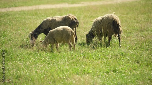 A group of sheep are grazing in a field next to a farm.