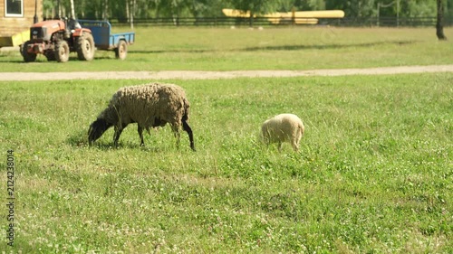 A group of sheep are grazing in a field next to a farm.