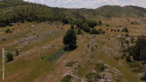 Drone Orbit Around a Lone Tree in a Mountain Valley Landscape