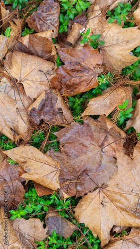 Top view, closeup of brown dried maple leaves