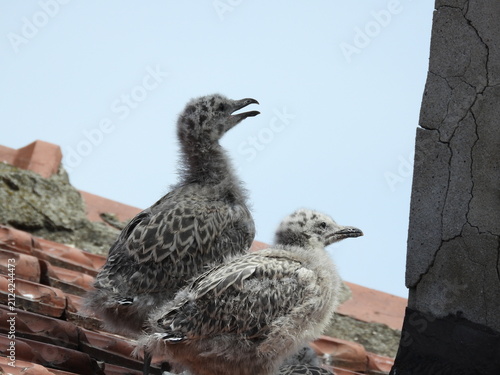 photo of little seagull chicks