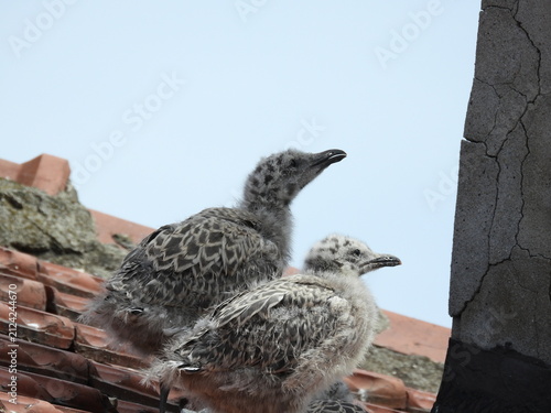 photo of little seagull chicks
