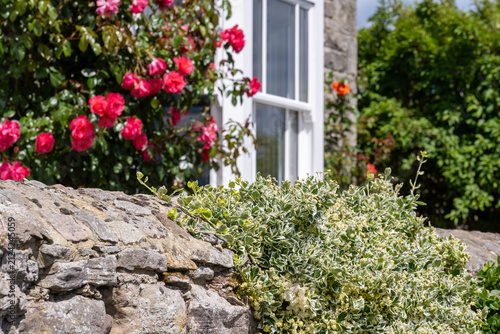 Close and selective focus on a green shrub growing from a stone wall, with a softly blurred background, highlighting natural texture, detail, and rural atmosphere.