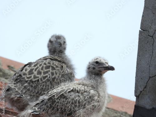 photo of little seagull chicks